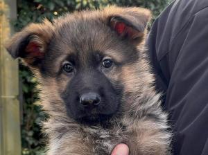 Kennel Falan's  Picture 1