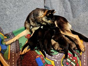 Zuchtstätte von der Traubeneiche Welpenbild 3