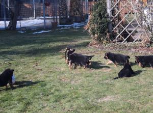 Kennel von der kleinen Ranch Bild