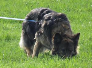 Kennel von der Glana Bild