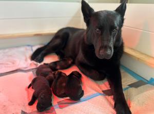 Kennel vom Haus Lingg Picture 2