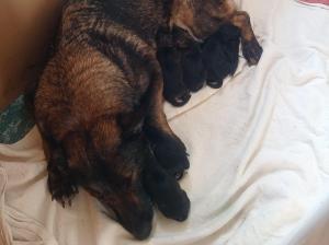 Zuchtstätte von der Osterwiese Welpenbild 1