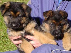 Zuchtstätte vom Ammerlandeck Welpenbild 3