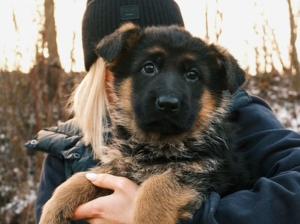 Kennel von Sendling Picture 1