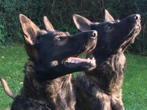 Kennel von den Wilden Teufeln Bild