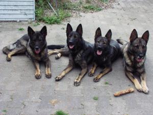 Kennel von der Hettlingshöhe Bild