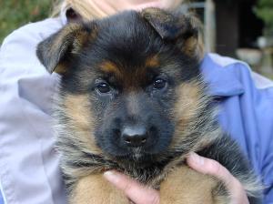 Zuchtstätte vom Ammerlandeck Welpenbild 2