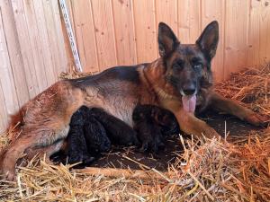 Zuchtstätte von Rapicar Welpenbild 1