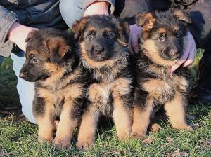 Zuchtstätte vom Team Fuhsetal Welpenbild 1