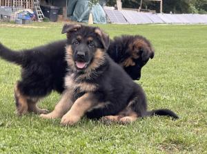 Zuchtstätte von der Bischofseiche Welpenbild 2