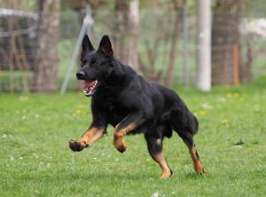 Kennel vom Hohen Schloß Bild