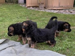 Zuchtstätte vom Hanneß Welpenbild 1