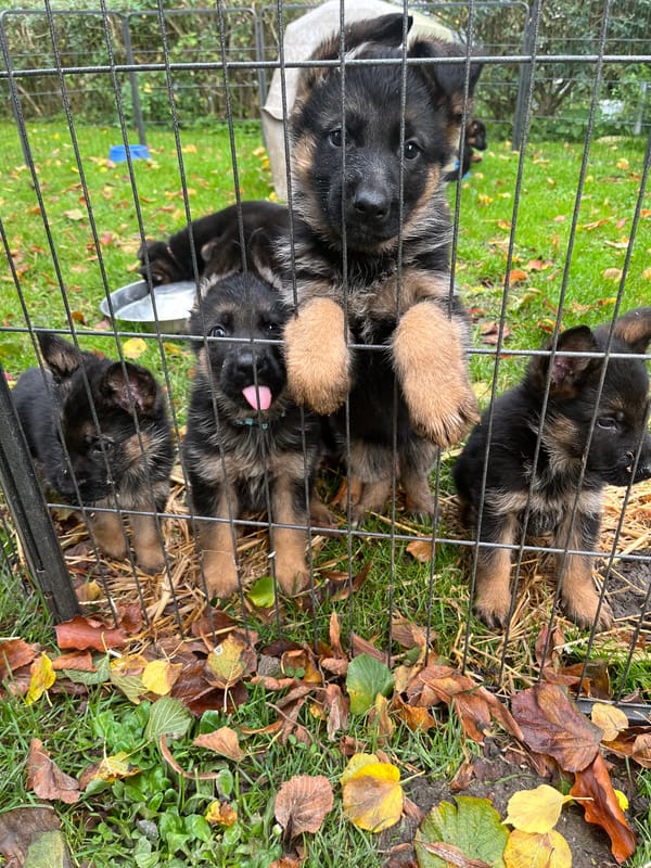 Kennel von der Dänischen Wieck Picture 1