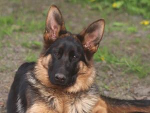 Zuchtstätte Dahmrak's  Bild