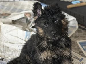 Zuchtstätte vom Haus Herzogpark Welpenbild 2