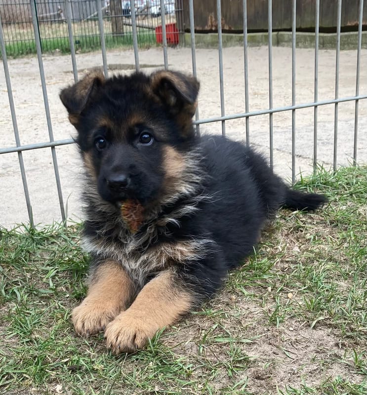 Kennel vom Zisawinkel Picture 2
