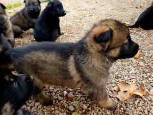 Zuchtstätte von der Traubeneiche Welpenbild 2