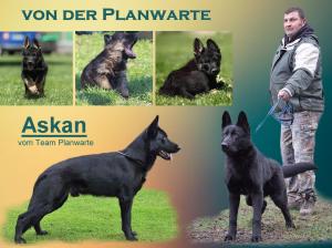 Kennel von der Planwarte Bild