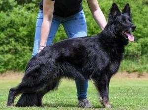 Kennel von den schwarzen Wolfsbrüdern Bild