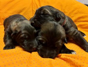 Zuchtstätte vom Rabental Welpenbild 4