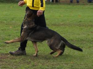 Kennel vom Tiefgestade Bild