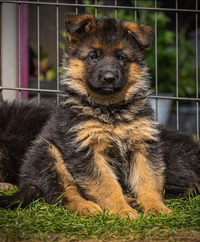 Zuchtstätte vom Heinrichplatz Welpenbild 4