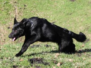 Kennel ad hominem Picture 2
