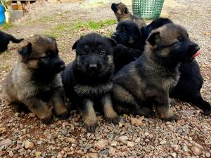 Zuchtstätte von der Traubeneiche Welpenbild 1