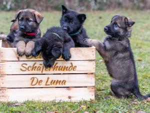 Zuchtstätte De Luna Bild
