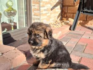 Kennel vom Schaafstall Picture 1