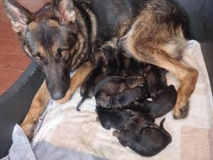 Zuchtstätte vom kleinen Feuerteufel Welpenbild 1