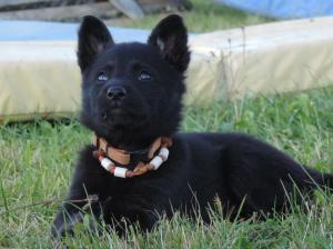 Kennel von der Osterwiese Picture 3