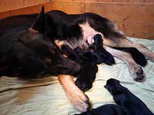 Kennel von der Waldesruh Picture 5
