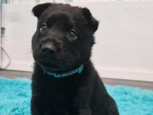 Zuchtstätte von der Graniteiche Welpenbild 1