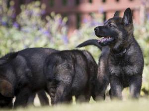 Kennel vom Oberfeuer Bild