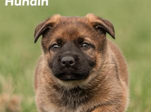Kennel vom Aviaten Bild