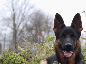 Kennel vom Fündlingsweg Bild