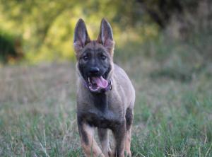 Kennel vom Teufelsklan Bild