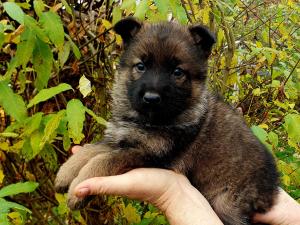 Zuchtstätte von der Traubeneiche Welpenbild 1