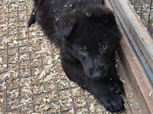 Zuchtstätte von Friedrichstal Welpenbild 3