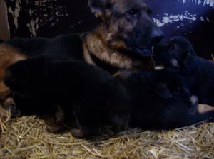 Kennel von Groß-Zünder Bild