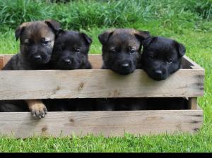 Kennel vom Rabaukenhof Bild