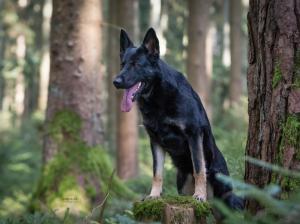 Kennel von der Bärenreute Bild