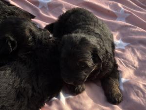 Kennel vom Klausener Grund Picture 1