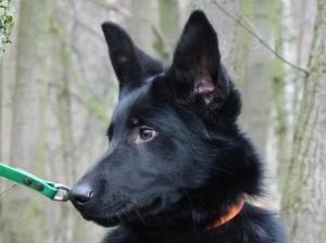 Kennel ad hominem Picture 5