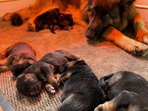 Kennel vom Team Hauswalder Bach Picture 1
