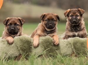 Kennel vom Aviaten Picture 6