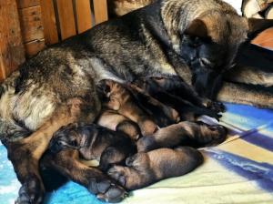 Kennel vom Bauernland Bild