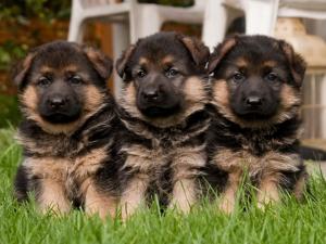 Kennel vom Wolkenstein Bild