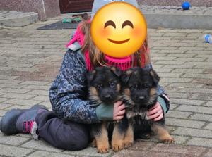 Zuchtstätte von Mittelsachsen Welpenbild 4